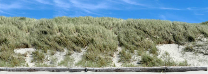 Strand gras